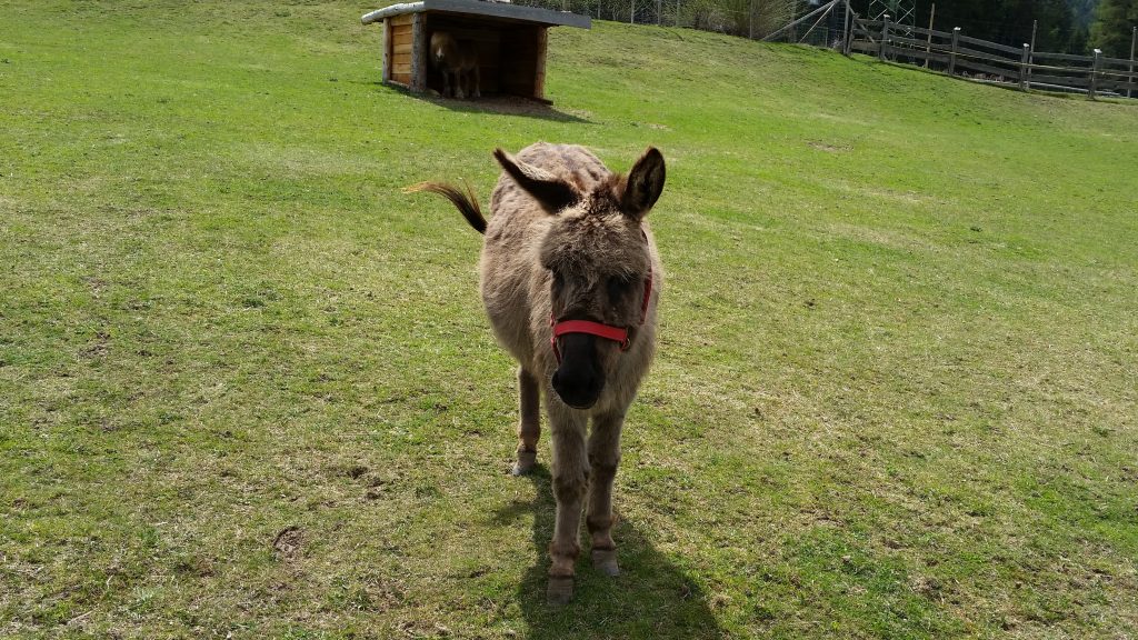 Wildpark Gustav Mahler | Toblach